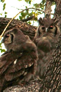 eagle owls 2