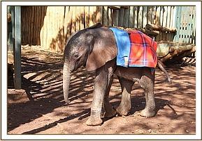 This post is dedicated  to Ajabu, an orphan elephant who died recently 