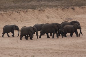 elephant herd on the bank of the crocodile river - july 2013